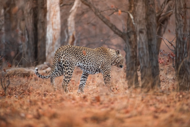 Foto grátis leopardo andando na floresta