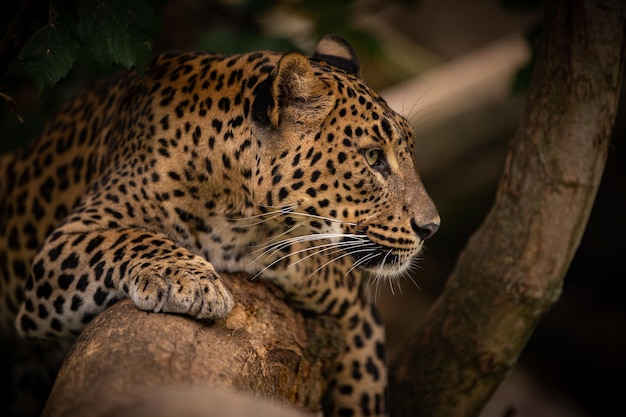 Leopardo de amur ameaçado descansando em uma árvore no habitat natural Animais selvagens em cativeiro Lindo felino e carnívoro Panthera pardus orientalis