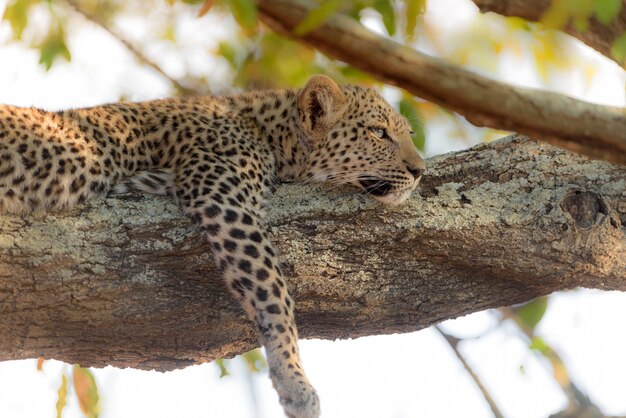 leopardo deitado em uma árvore