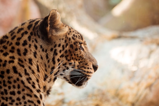 Foto grátis leopardo