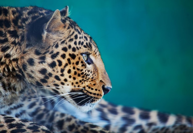 Foto grátis leopardo