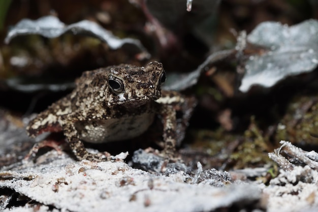 Leptophryne borbonica closeup