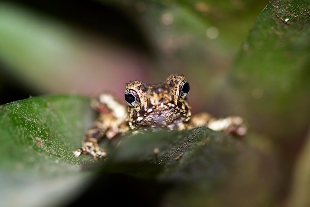 Leptophryne Borbonica conversando com a mosca da fruta Leptophryne Borbonica closeup vista frontal