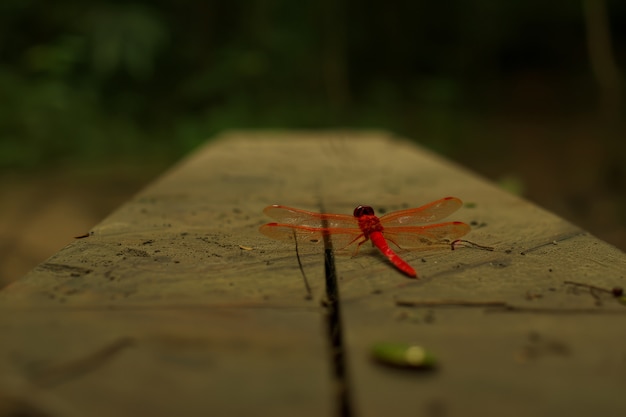 Foto grátis libélula fotorrealista na natureza