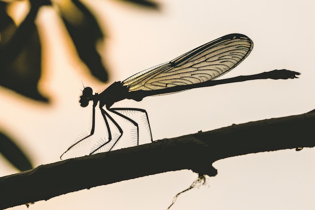 Foto grátis libélula fotorrealista na natureza