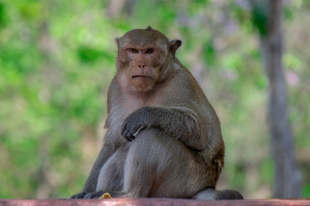 Líder macaco engraçado em uma floresta