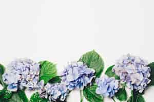 Foto grátis lilás azul lindo com folhas verdes