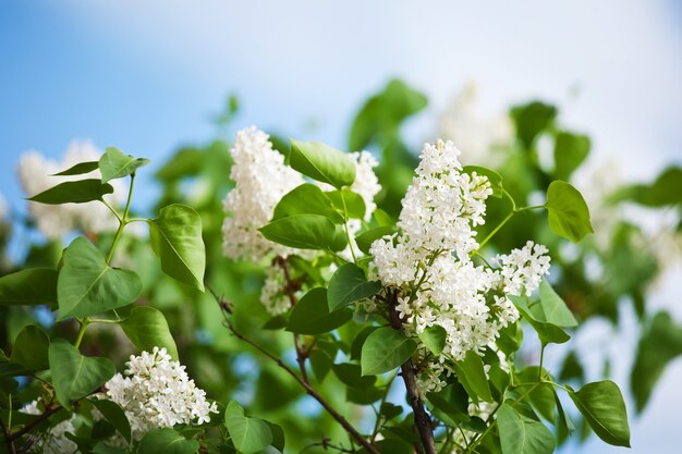 Lilás branco na primavera