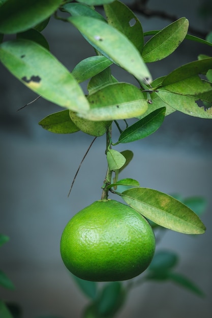 Limão pendurado em um galho de árvore