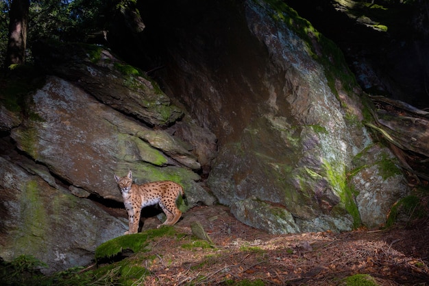 Lince-euro-asiático marcando seu lugar durante a noite