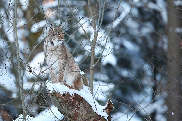 Lince euroasiano no parque nacional da Baviera no leste da Alemanha