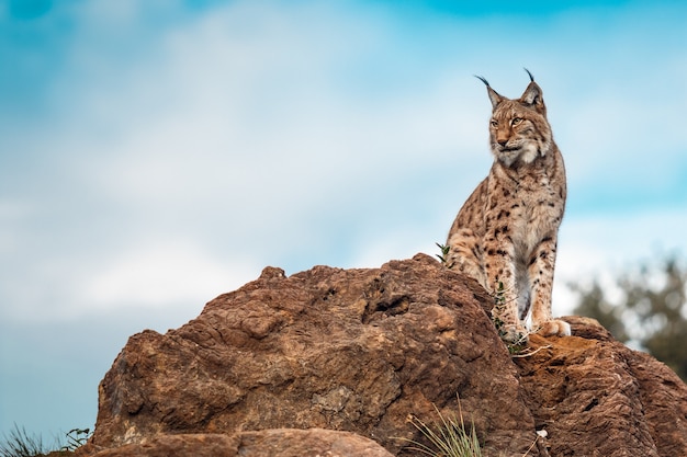 Lince ibérico empoleirado em uma rocha e olhando para o horizonte