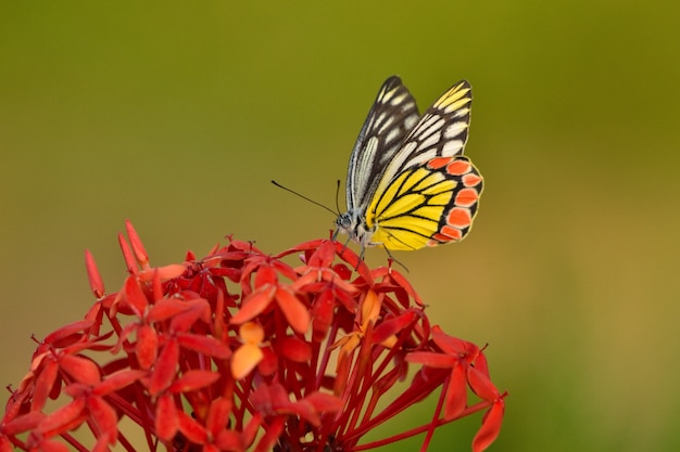 Linda borboleta em uma flor de pétalas amarelas com um fundo desfocado