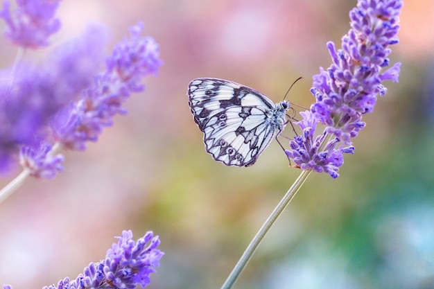 linda borboleta preto e branca, sentado em uma lavanda roxa