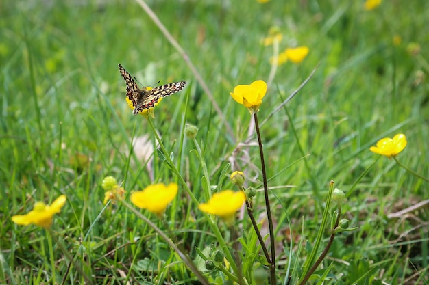 Linda borboleta sentada em uma flor de pétalas amarelas