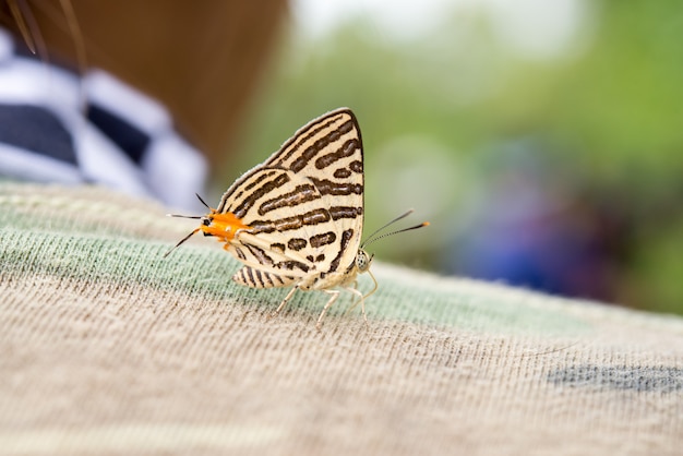 Foto grátis linda borboleta