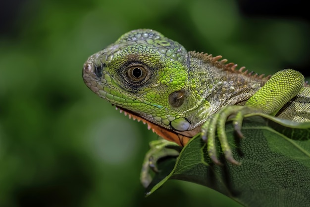 Linda cabeça de iguana vermelha bebê em close-up de animais de madeira