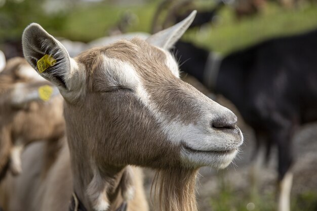 Linda cabra sorridente no meio de um campo em um dia ensolarado