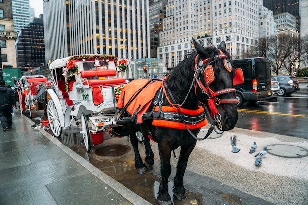 Linda carruagem branca puxada por um grande cavalo preto com decoração de natal em nova york