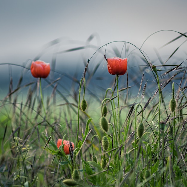 Foto grátis linda de papoulas no campo