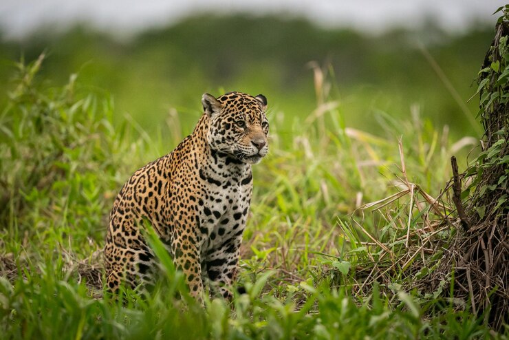 Foto grátis linda e ameaçada onça americana no habitat natural panthera onca selvagem brasil vida selvagem brasileira pantanal selva verde gatos grandes