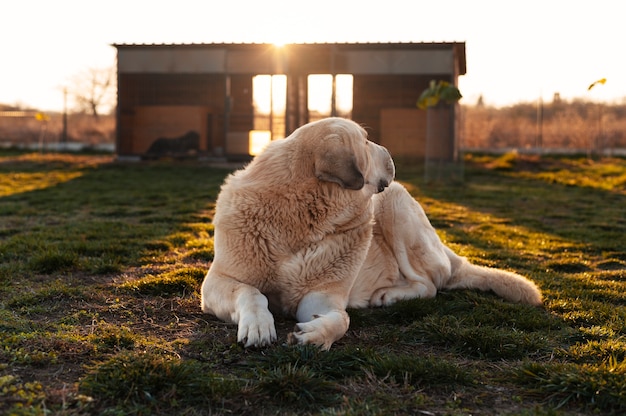 Foto grátis linda fazenda de guarda de cães