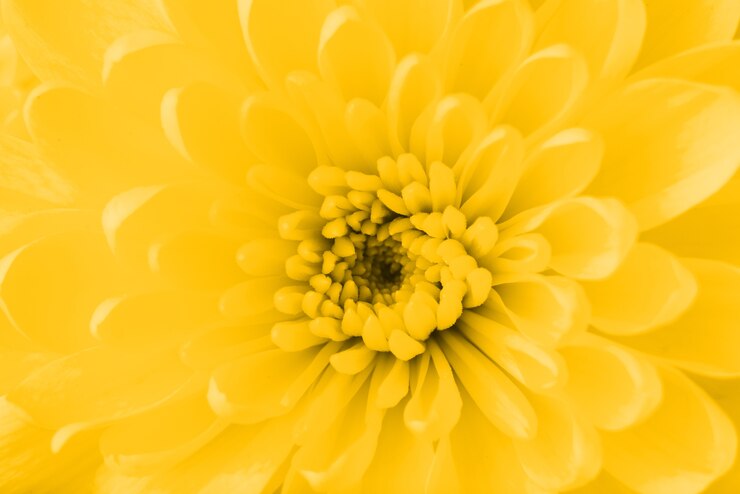 Foto grátis linda flor amarela close-up