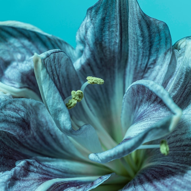 Foto grátis linda flor azul macro