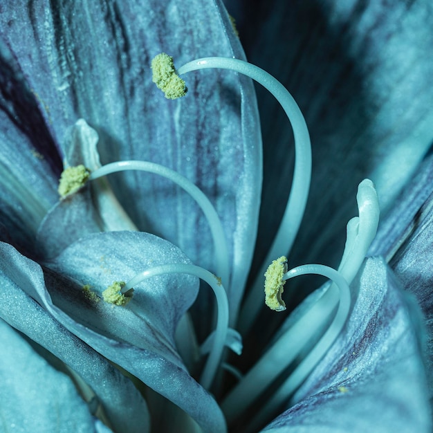 Linda flor azul macro