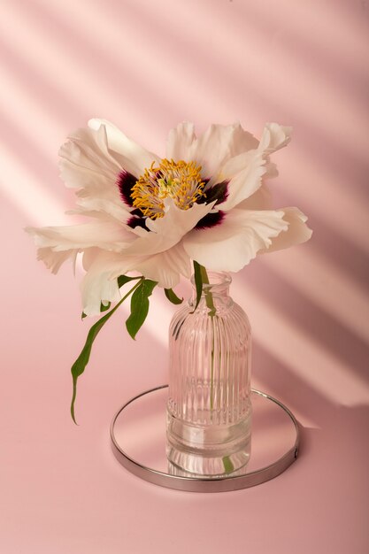 Linda flor branca em vaso de papel de parede de primavera