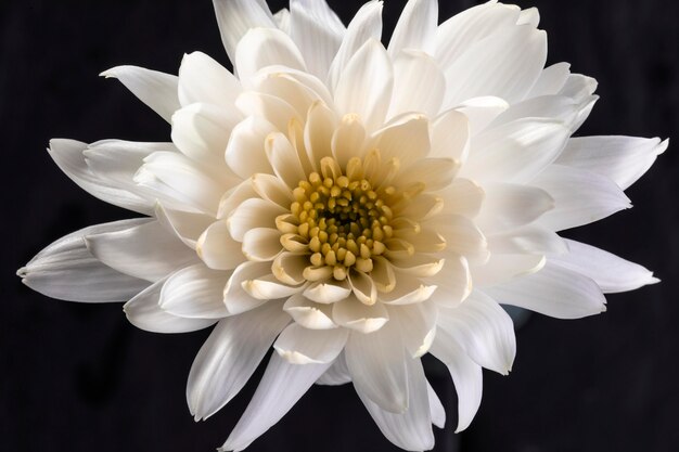 Linda flor branca macro