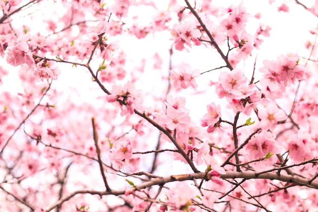 Foto grátis linda flor de cerejeira