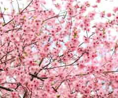 Foto grátis linda flor de cerejeira