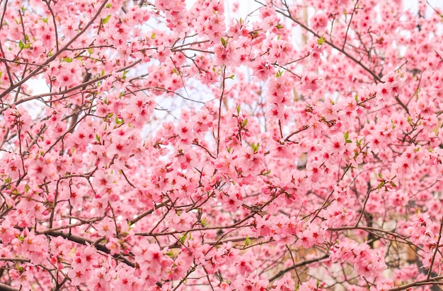 Foto grátis linda flor de cerejeira