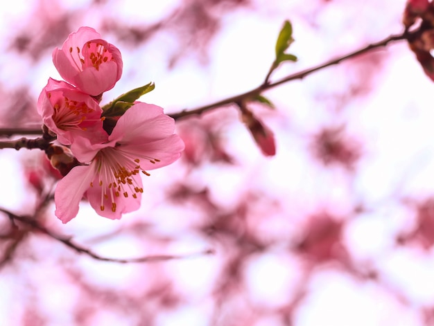 linda flor de cerejeira