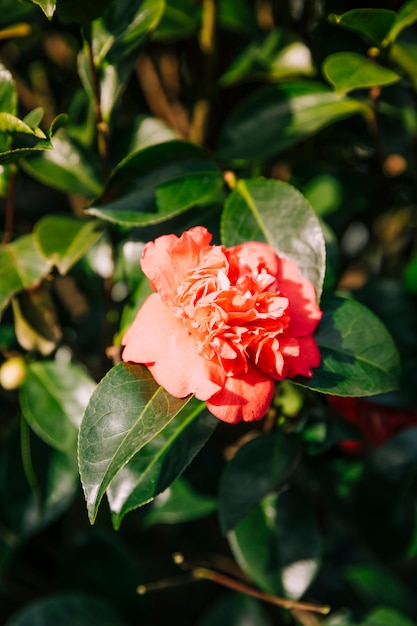 Linda flor de granrum de joaninha na luz solar