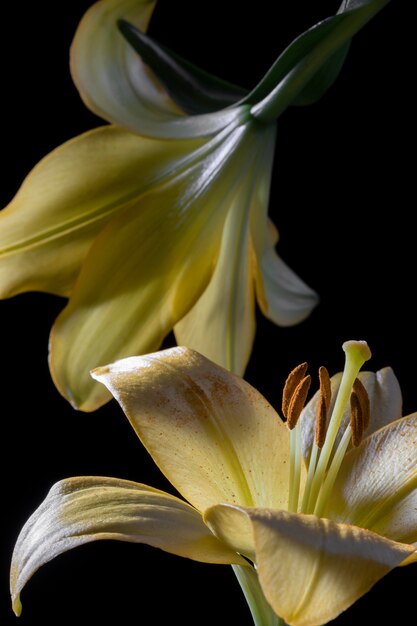 Linda flor de lírio amarelo