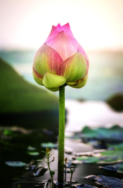 Linda flor de lótus rosa ou nenúfar na lagoa com fundo de luz solar