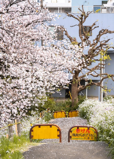 Linda flor de pessegueiro no Japão