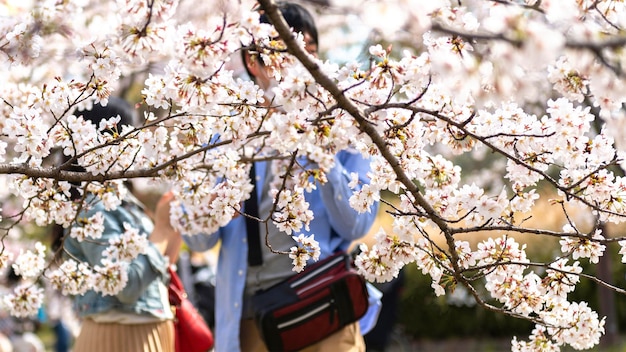 Foto grátis linda flor de pessegueiro no japão