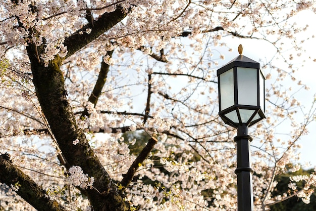 Foto grátis linda flor de pessegueiro