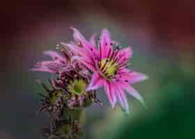 Foto grátis linda flor de sedum com fundo desfocado