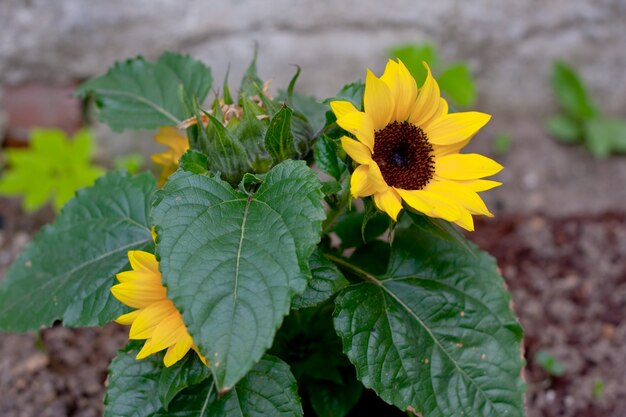 Linda flor planta