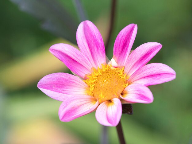 linda flor rosa desabrochando no jardim
