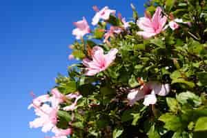 Foto grátis linda flor rosa selvagem e folhas verdes de fundo.