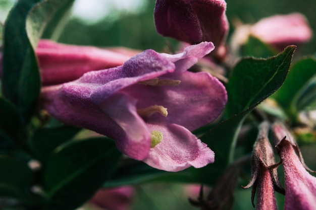 Linda flor tulipas vermelhas brilhantes