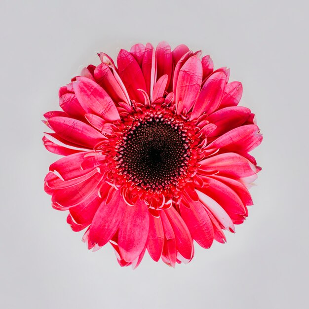 Linda flor vermelha