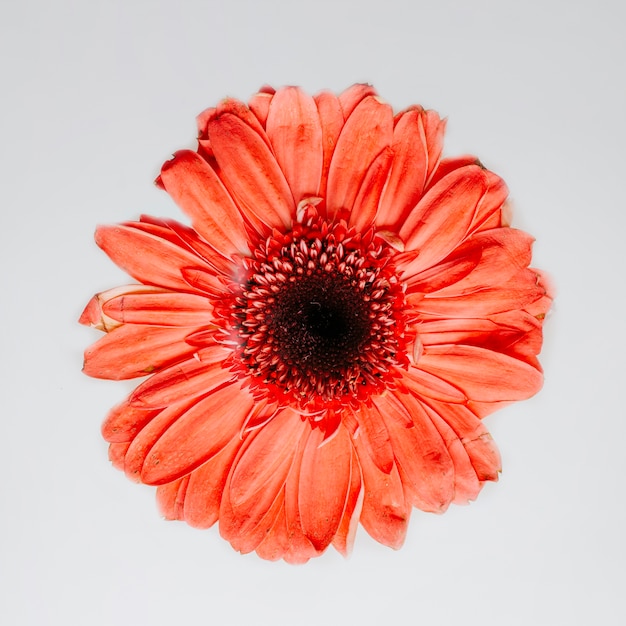 Foto grátis linda flor vermelha