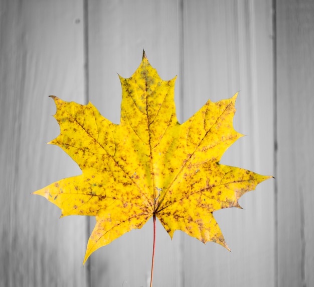 Linda folha de outono amarela na velha madeira branca closeup
