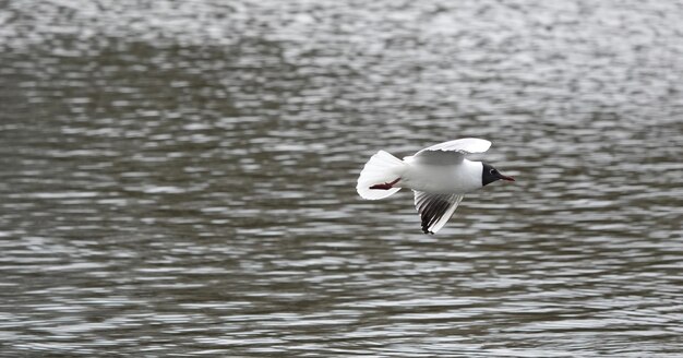 Foto grátis linda gaivota de cabeça preta no mar